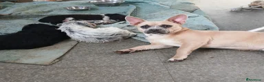Mixed Breed 2