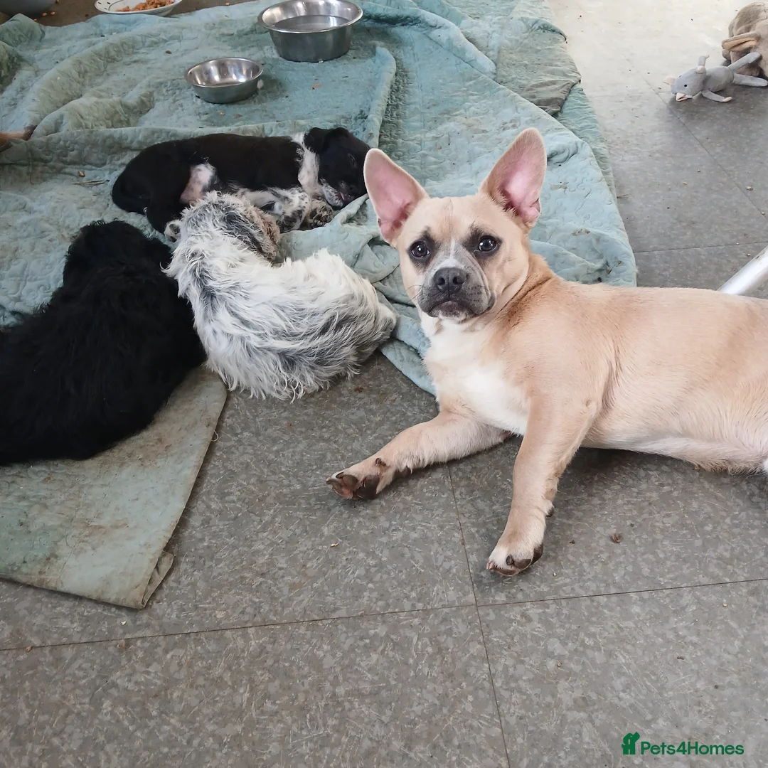 Mixed Breed dogs for sale: Bullhuahua's 💙💙 - Advert 1