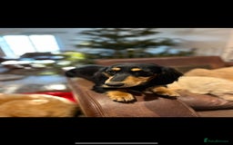 Miniature Dachshund dogs for sale: Beautiful Cream long haired Dachshunds  - Image 13