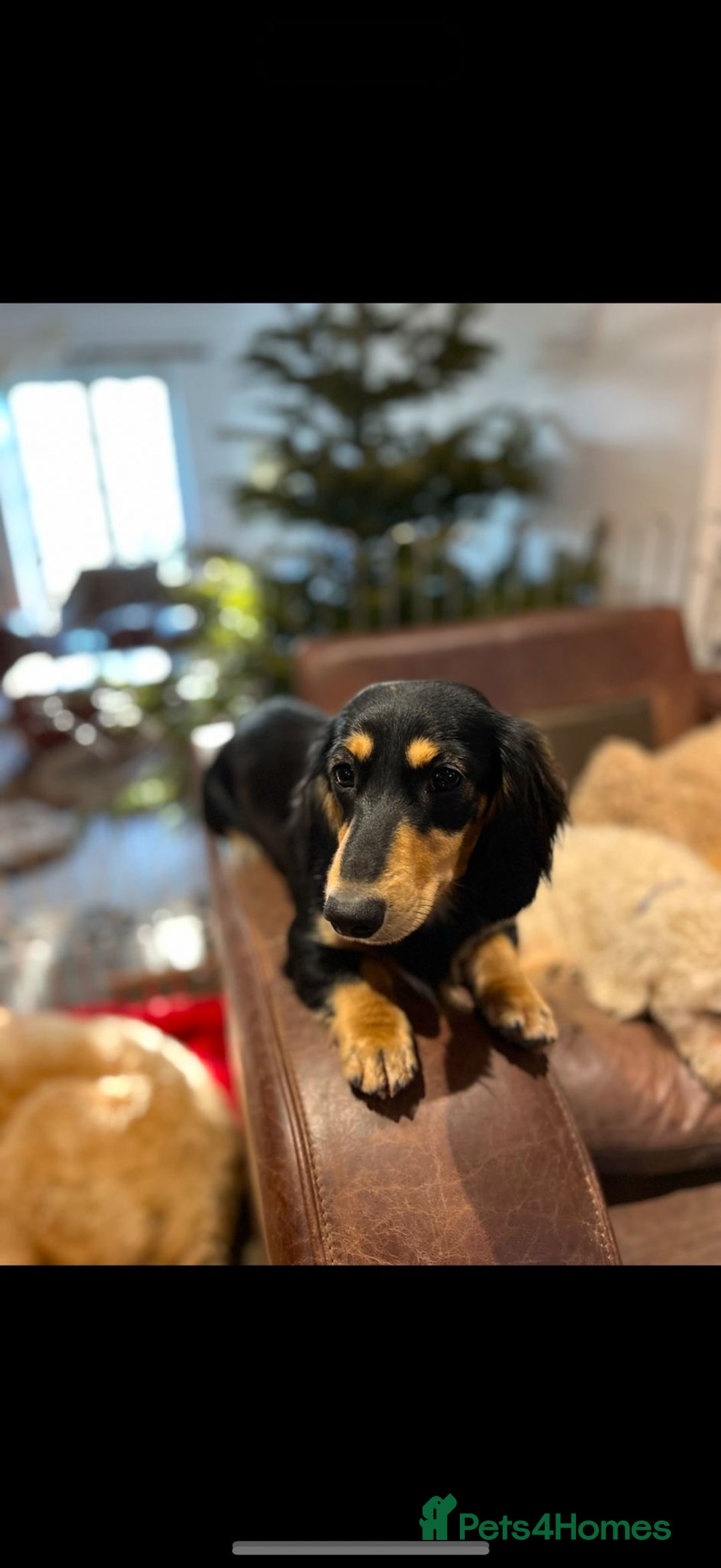 Miniature Dachshund dogs for sale: Beautiful Cream long haired Dachshunds  - Image 13