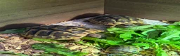 Tortoise reptiles for sale: Hermann Tortoise born 2022 (female 4 years)  - Advert 3