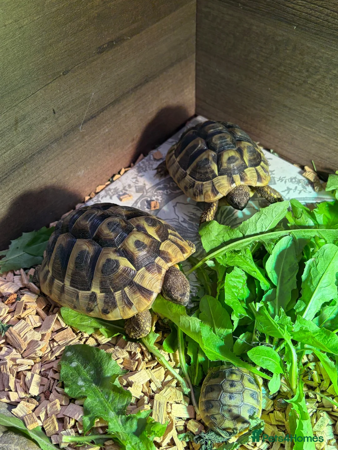 Tortoise reptiles for sale: Hermann Tortoise born 2022 (female 4 years)  - Advert 3