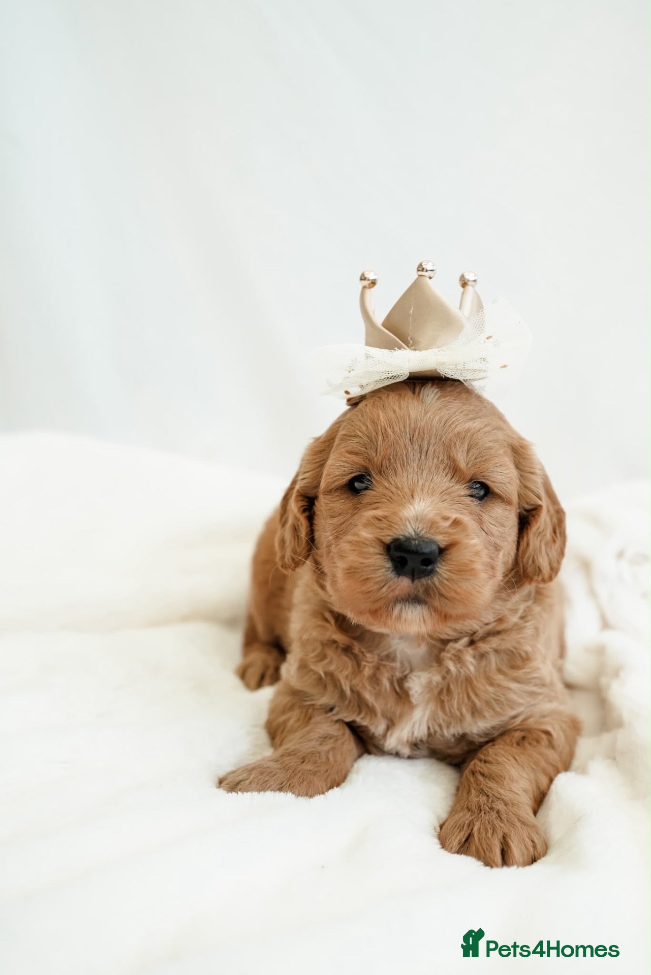 Mini Goldendoodle dogs F1 Miniature Goldendoodle’s - Advert 2