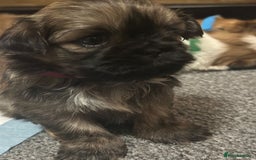 Shih Tzu dogs for sale: 5 beautiful Full Pedigree Shih Tzu Puppies - Image 19