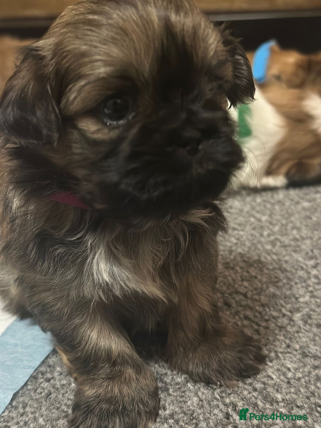 Shih Tzu dogs for sale: 5 beautiful Full Pedigree Shih Tzu Puppies - Image 19