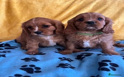 Cavalier King Charles Spaniel dogs for sale: Stunning cavalier King Charles puppies  - Image 6