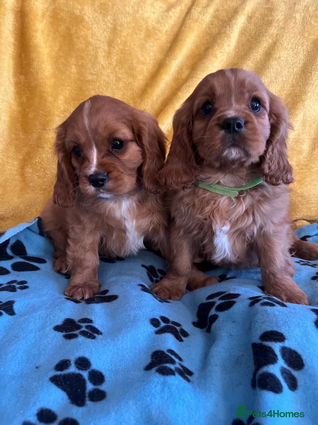 Cavalier King Charles Spaniel dogs for sale: Stunning cavalier King Charles puppies  - Image 6
