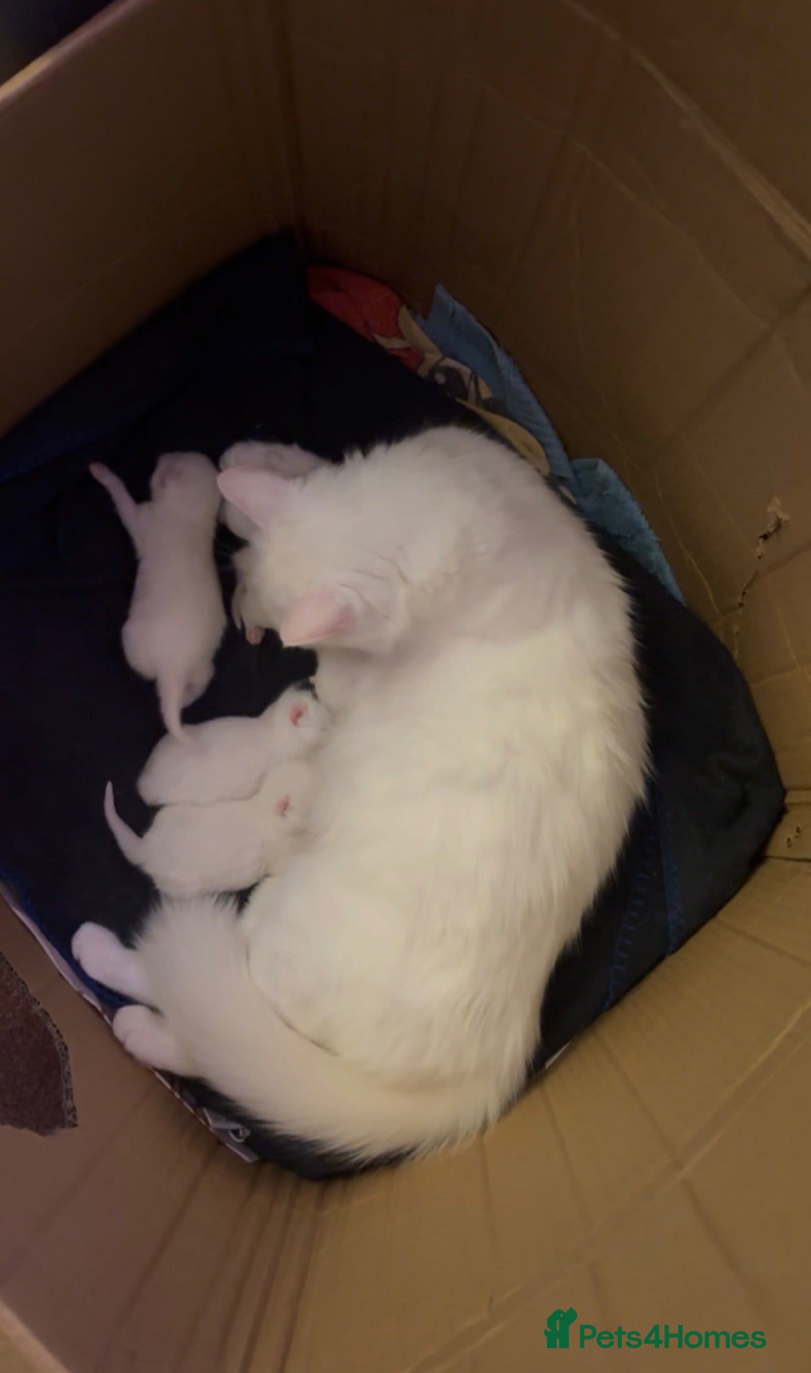 Mixed Breed cats Ready to go now - 3 beautiful male kittens - Advert 5