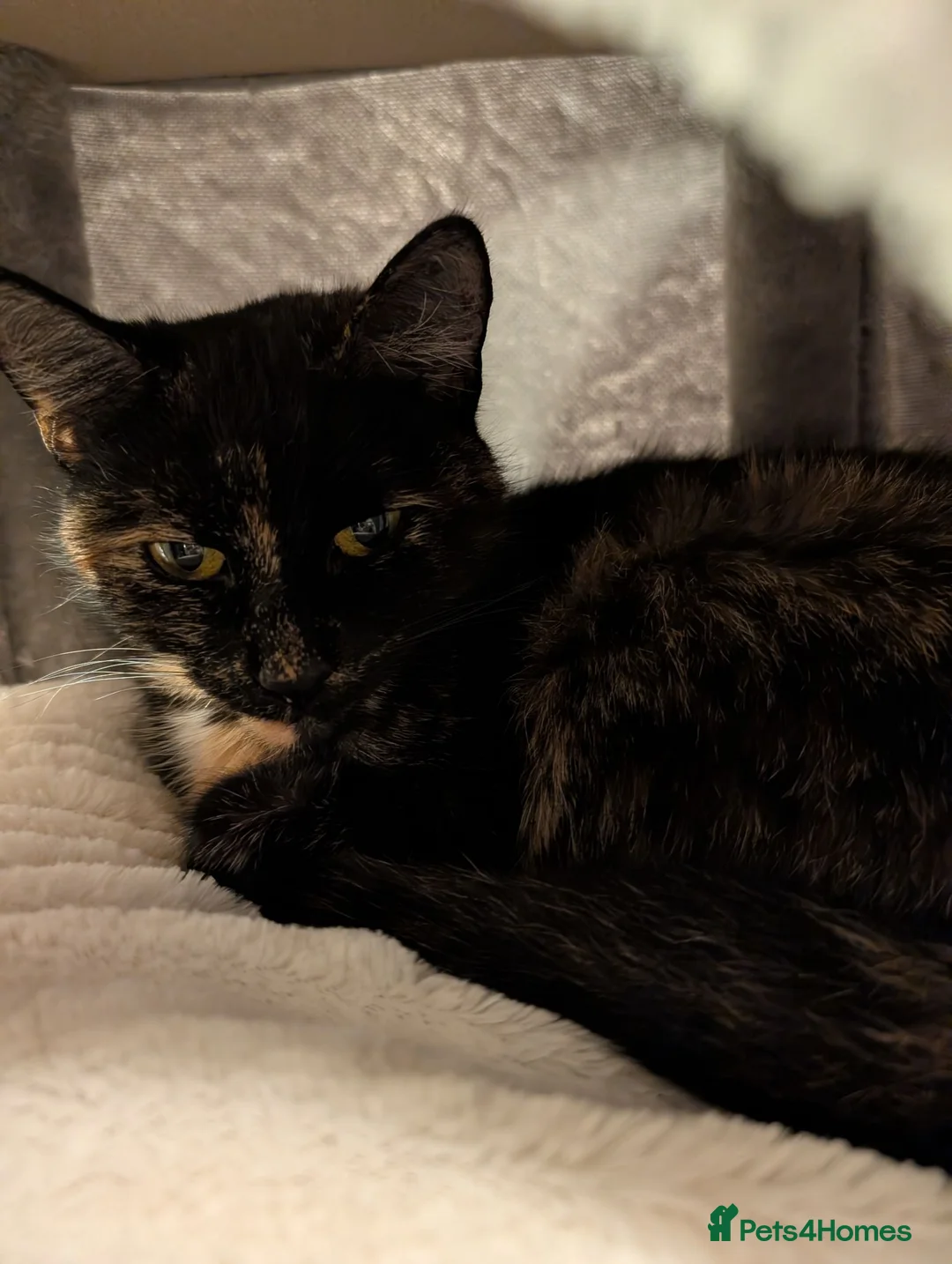 Mixed Breed cats for sale: Kitten of need of a new home  in Rochester - Advert 1