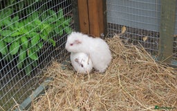 Guinea Pig rodents for sale: beautiful male guinea pigs - Image 6