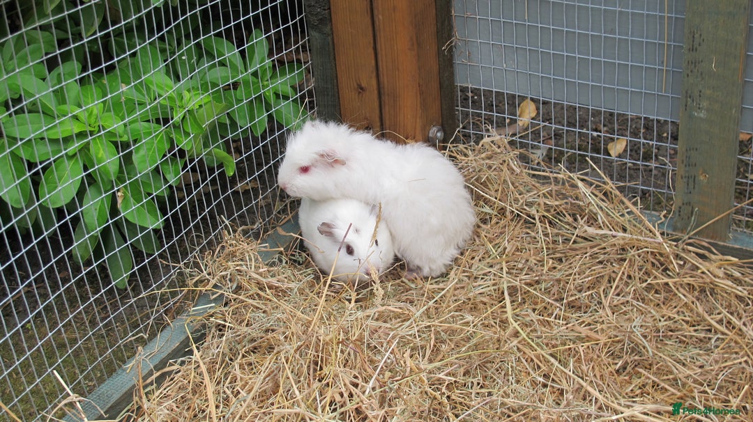 Guinea Pig rodents for sale: beautiful male guinea pigs - Image 6