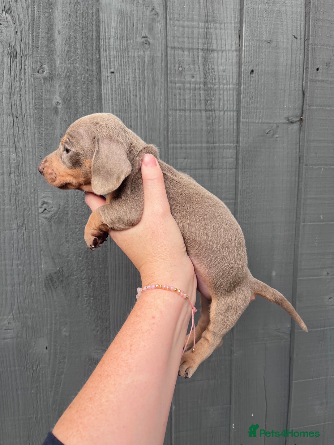 Dachshund dogs for sale: KC Registered Miniature Dachshunds - Image 4
