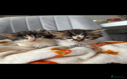 Mixed Breed cats for sale: 4 playful and funny kittens - Advert 1