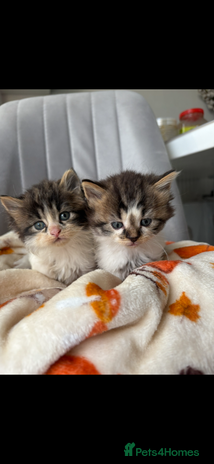 Mixed Breed cats 4 playful and funny kittens - Advert 1