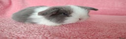 Mini Lop rabbits for sale: Baby mini lops for sale  - Advert 12