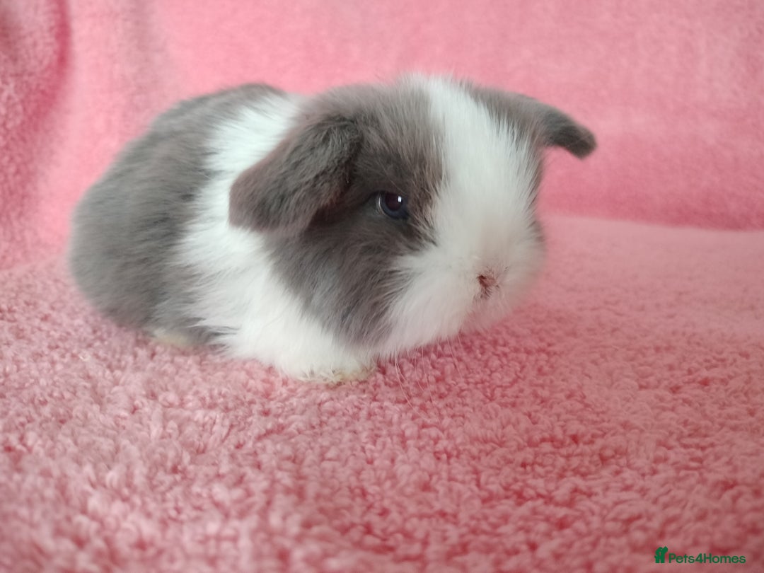 Mini Lop rabbits for sale: Baby mini lops for sale  - Advert 12