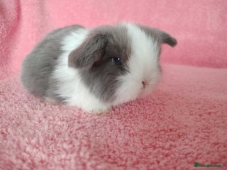 Mini Lop rabbits Baby mini lops for sale - Advert 2