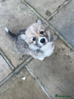 Welsh Corgi Pembroke dogs Captivating Corgis - Advert 7