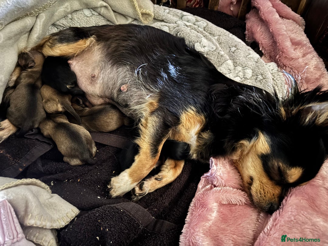 Pomchi dogs for sale: Beautiful female puppy ready now!  in Godstone - Image 8