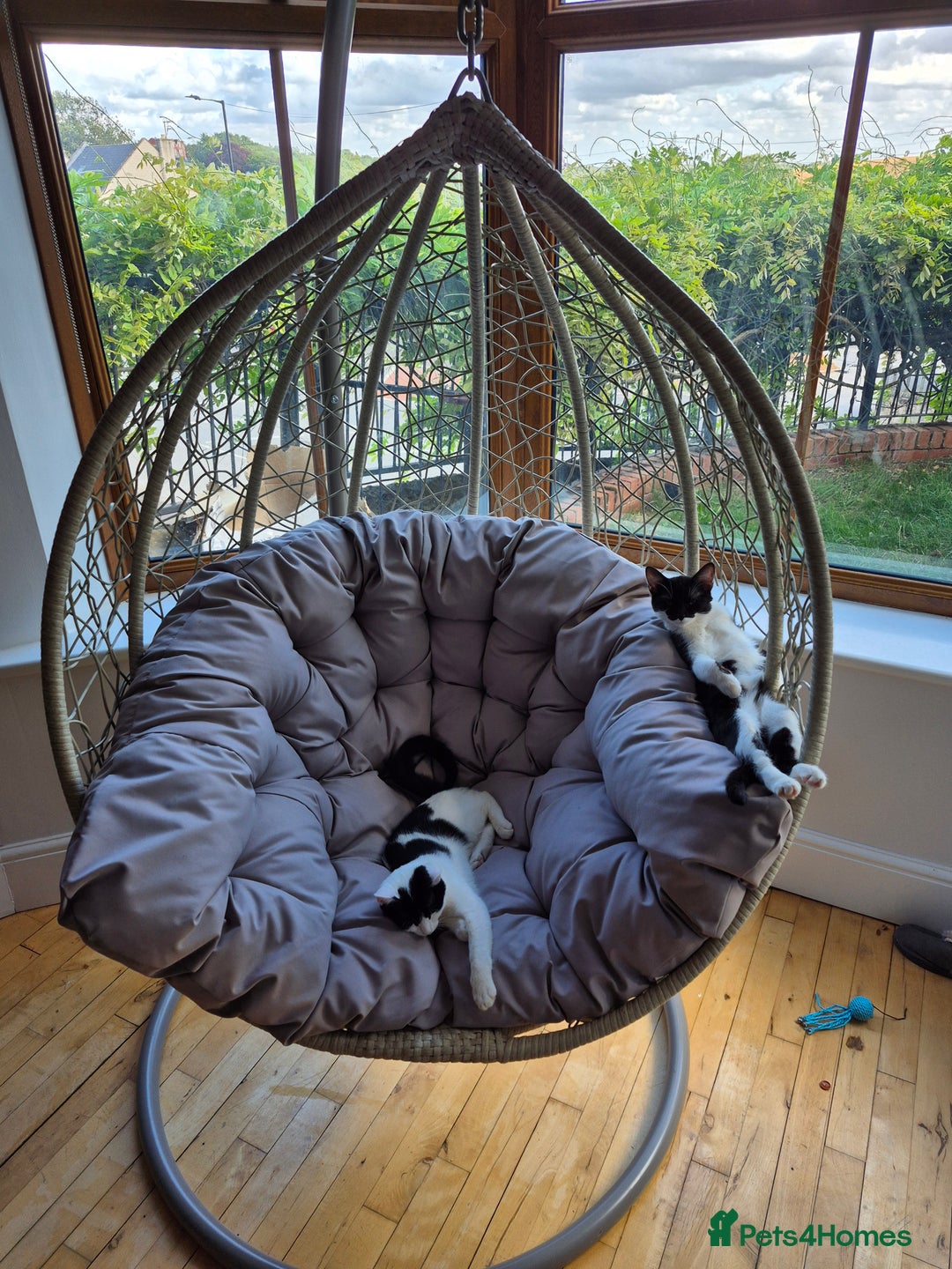 Mixed Breed cats for sale: 6 month old kittens - Image 1