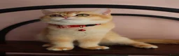 Scottish Fold cats for sale: Champion BL Stunning Scottish kittens  - Advert 12