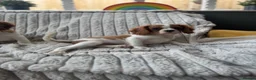 Cavalier King Charles Spaniel dogs for sale: 2 Blenheim cavalier King Charles spaniel boys  - Advert 32