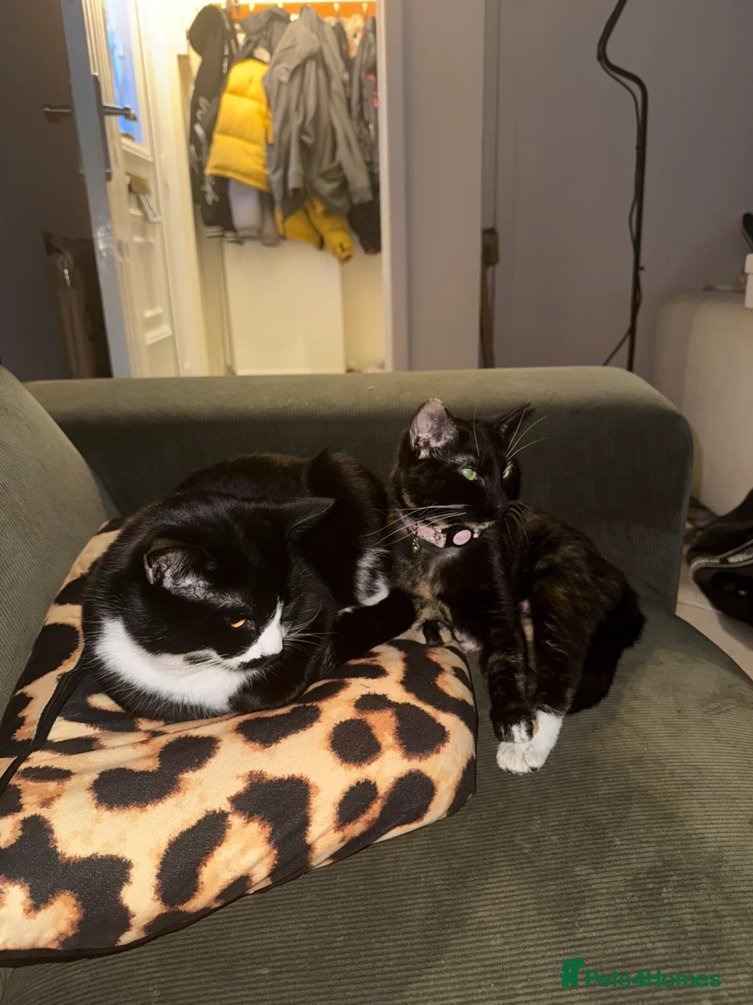 Mixed Breed cats for sale: Beautiful kittens  in Lutterworth - Advert 2