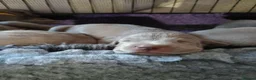 Weimaraner dogs for sale:  Beautiful KC Reg Puppies. Parents hip scored.  - Advert 26