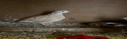 Quail poultry for sale: 4 laying Quails  in Bridgend - Advert 5