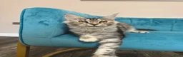 Maine Coon cats for sale: TICA Pedigree Registered Maine Coon Kittens - Advert 4