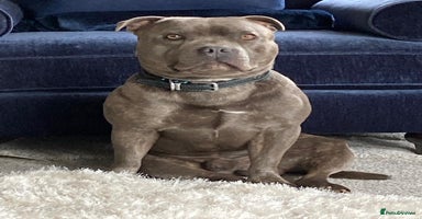 Staffordshire Bull Terrier dogs - Advert 15
