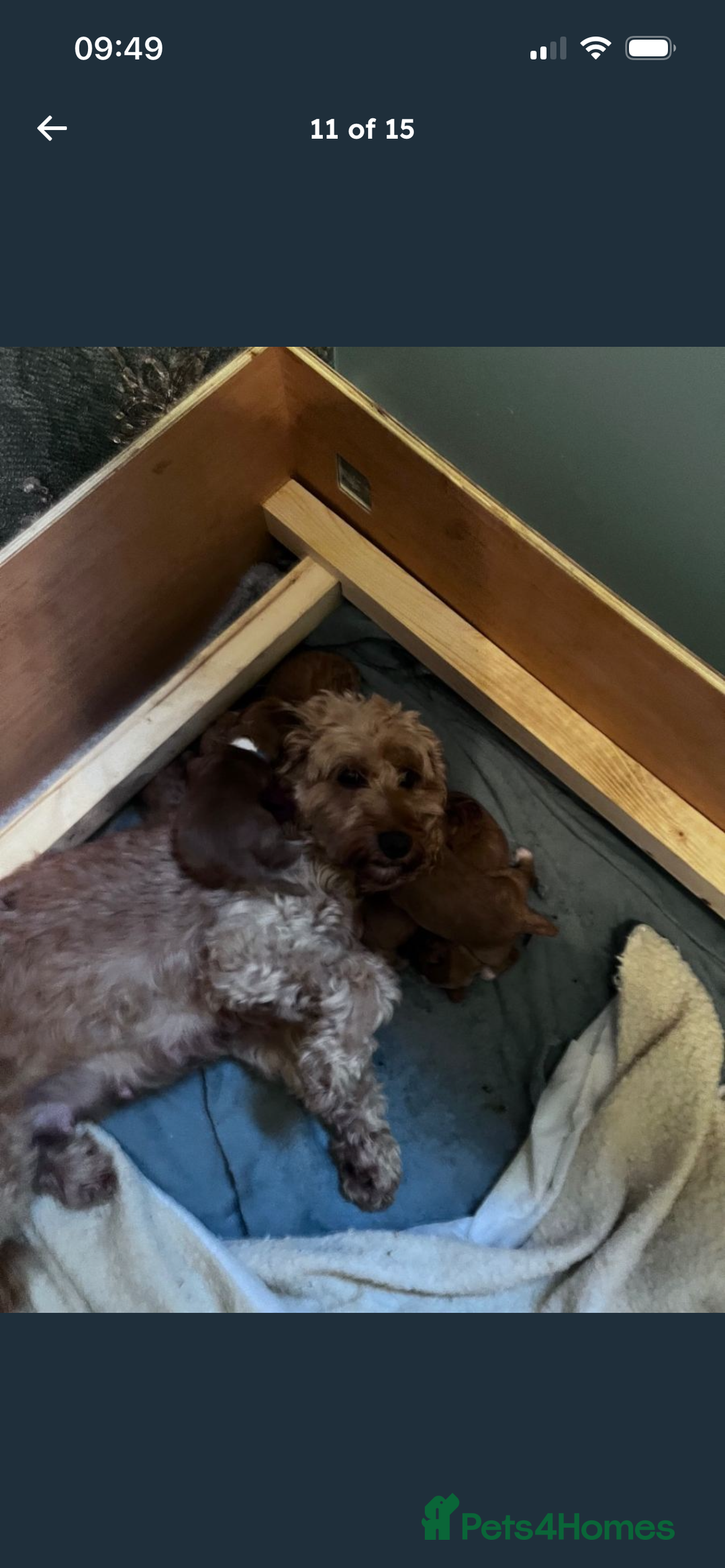 Cockapoo dogs for sale: F2 cockapoo puppies available  - Advert 9