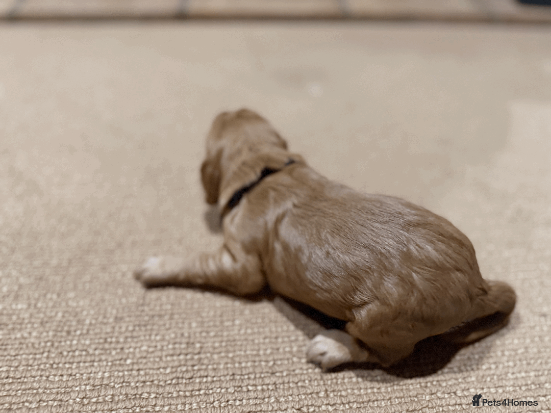 Cocker Spaniel dogs for sale: Lemon Cocker Spaniels ( Four Girls ) - Advert 4