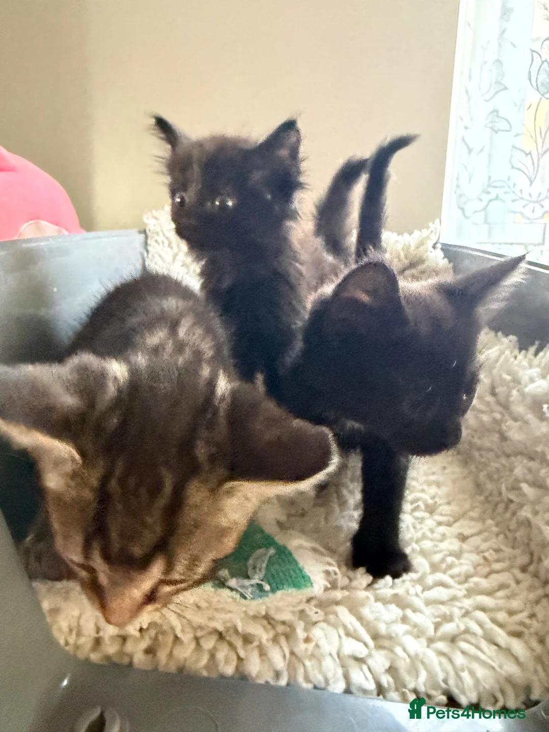 Mixed Breed cats for sale: 3 kittens for sale  in Norwich - Advert 3