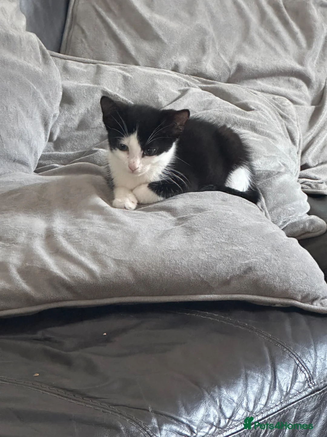 British Shorthair cats for sale: Two brothers tuxedo’s  - Advert 6