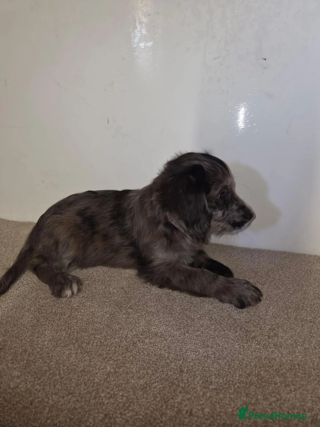 Cockapoo dogs for sale: F1 cockerpoo puppies in Sittingbourne - Advert 1