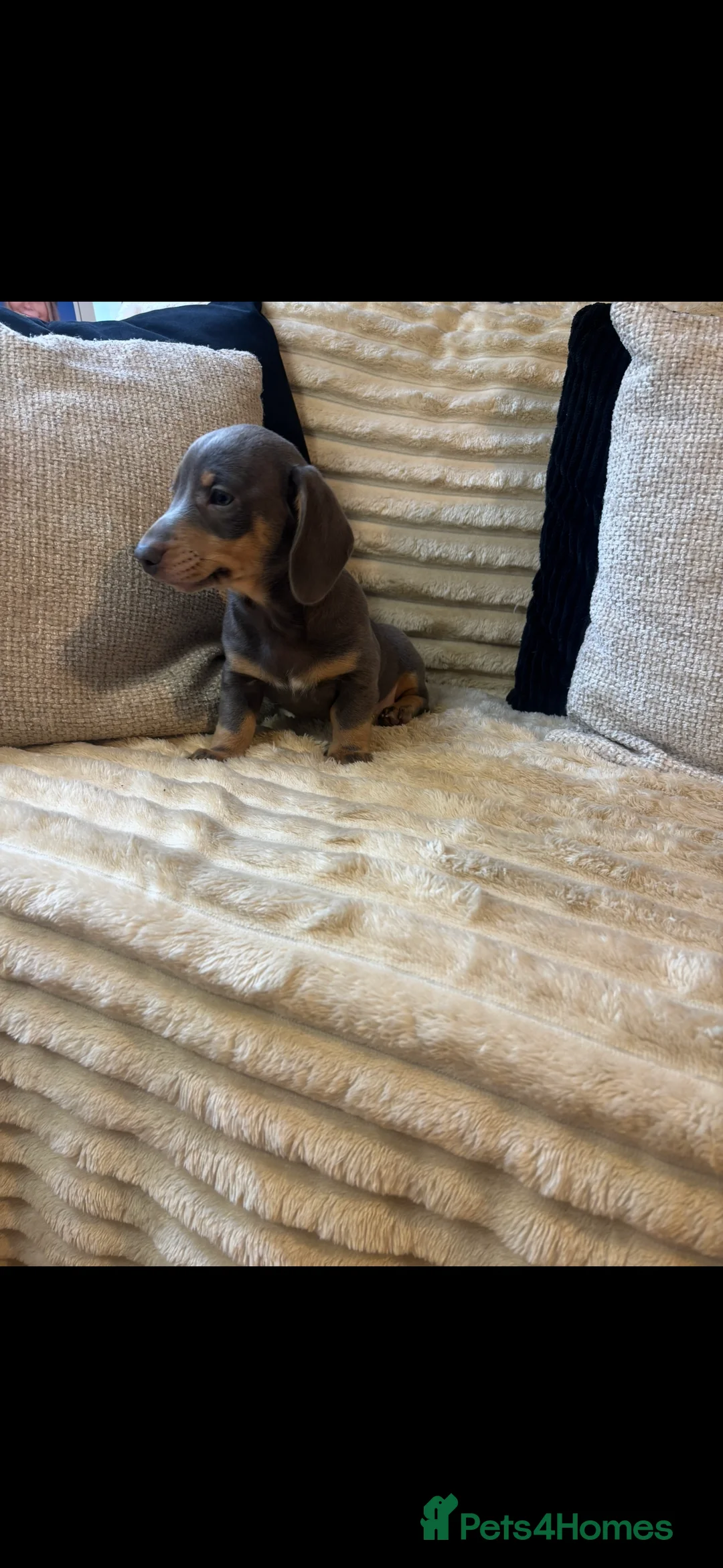 Dachshund dogs for sale: Blue and Tan Dachshunds  - Advert 5