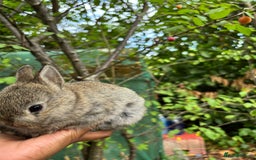 Netherland Dwarf rabbits for sale: Pure bred netherland dwarf ready to reserve  - Image 8