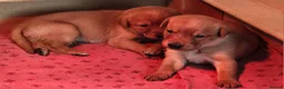 Labrador Retriever dogs for sale: Beautiful Fox Red Labrador Retriever Puppies - Advert 6