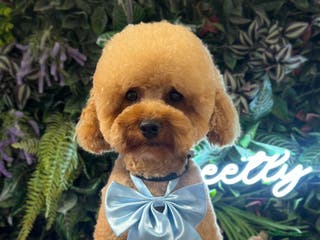 Maltese dogs KC Toy poodle stud fully health tested - Advert 17