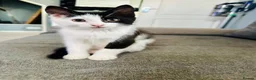 Mixed Breed cats for sale: 3 beautiful kittens for sale  - Advert 1