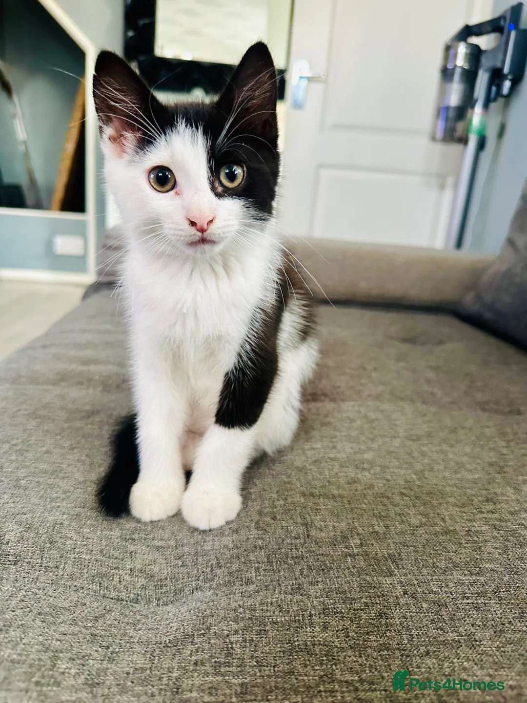 Mixed Breed cats for sale: 3 beautiful kittens for sale  - Advert 1