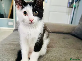 Mixed Breed cats 3 beautiful kittens for sale - Advert 17