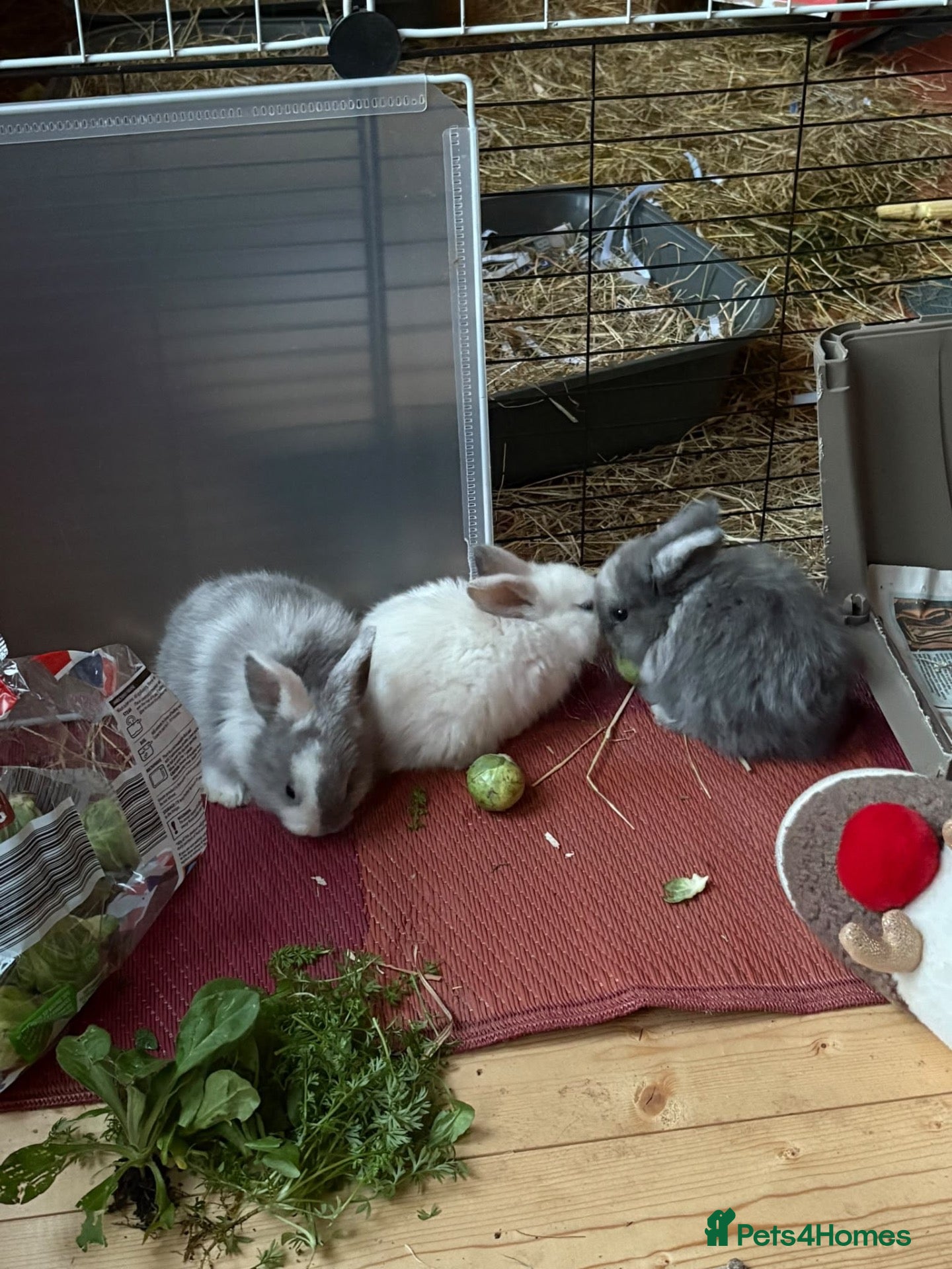 Mini Lop rabbits for sale: Beautiful baby bunnies for sale!  - Advert 2