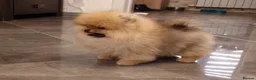 Pomeranian dogs for sale: Beautiful Tea-cup Pomeranian for sale in Bishop's Stortford - Advert 2