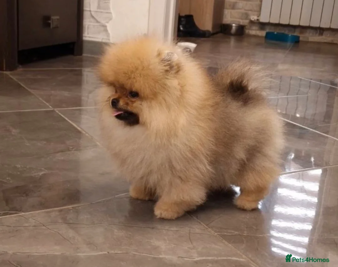 Pomeranian dogs for sale: Beautiful Tea-cup Pomeranian for sale in Bishop's Stortford - Advert 2