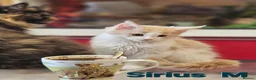 Maine Coon cats for sale: TICA Registered Maine Coon Kittens –  Ready Now!  in Northampton - Advert 14