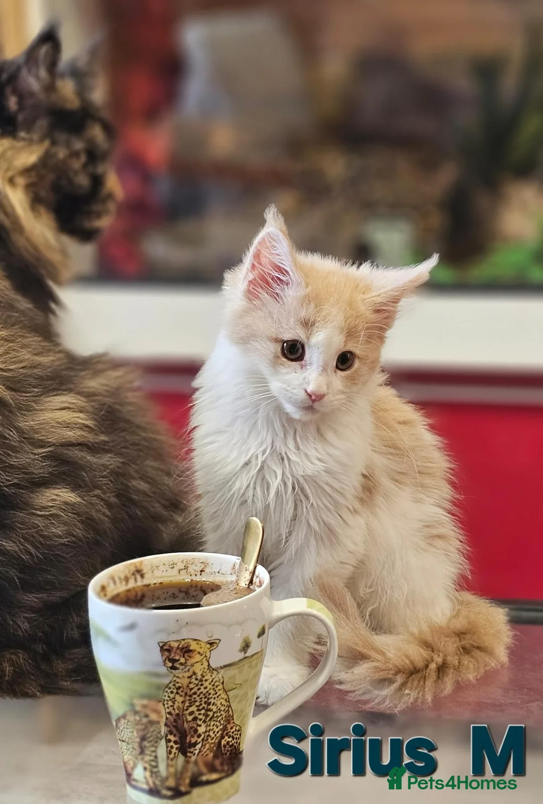 Maine Coon cats for sale: TICA Registered Maine Coon Kittens –  Ready Now!  in Northampton - Advert 14