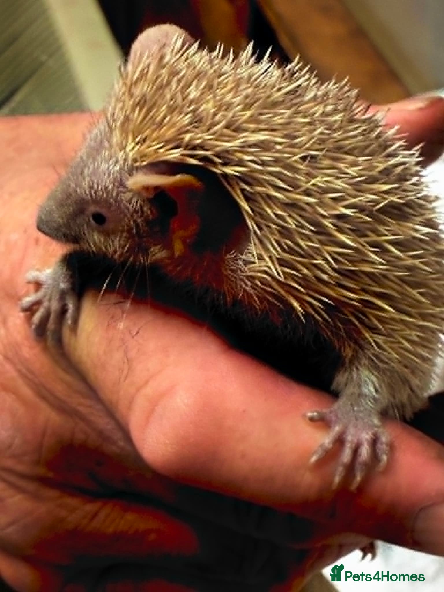 Pygmy Hedgehog rodents Lesser Tenrecs Pairs - Advert 1
