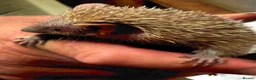 Pygmy Hedgehog rodents for sale: Lesser Tenrecs Pairs - Advert 1